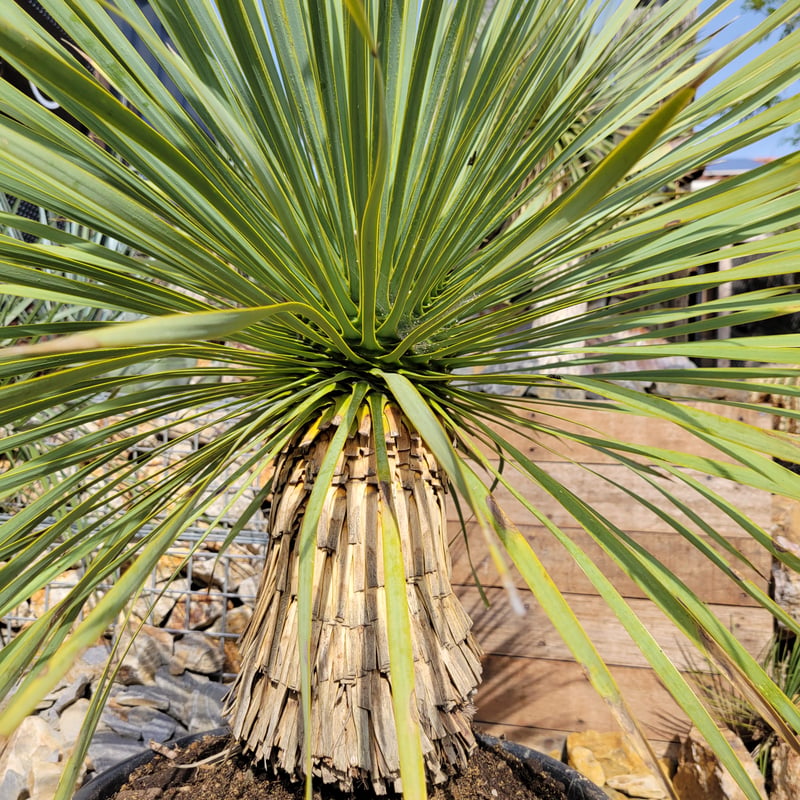ユッカ ロストラータ Yucca rostrata | ガレージプラス Wood&Works