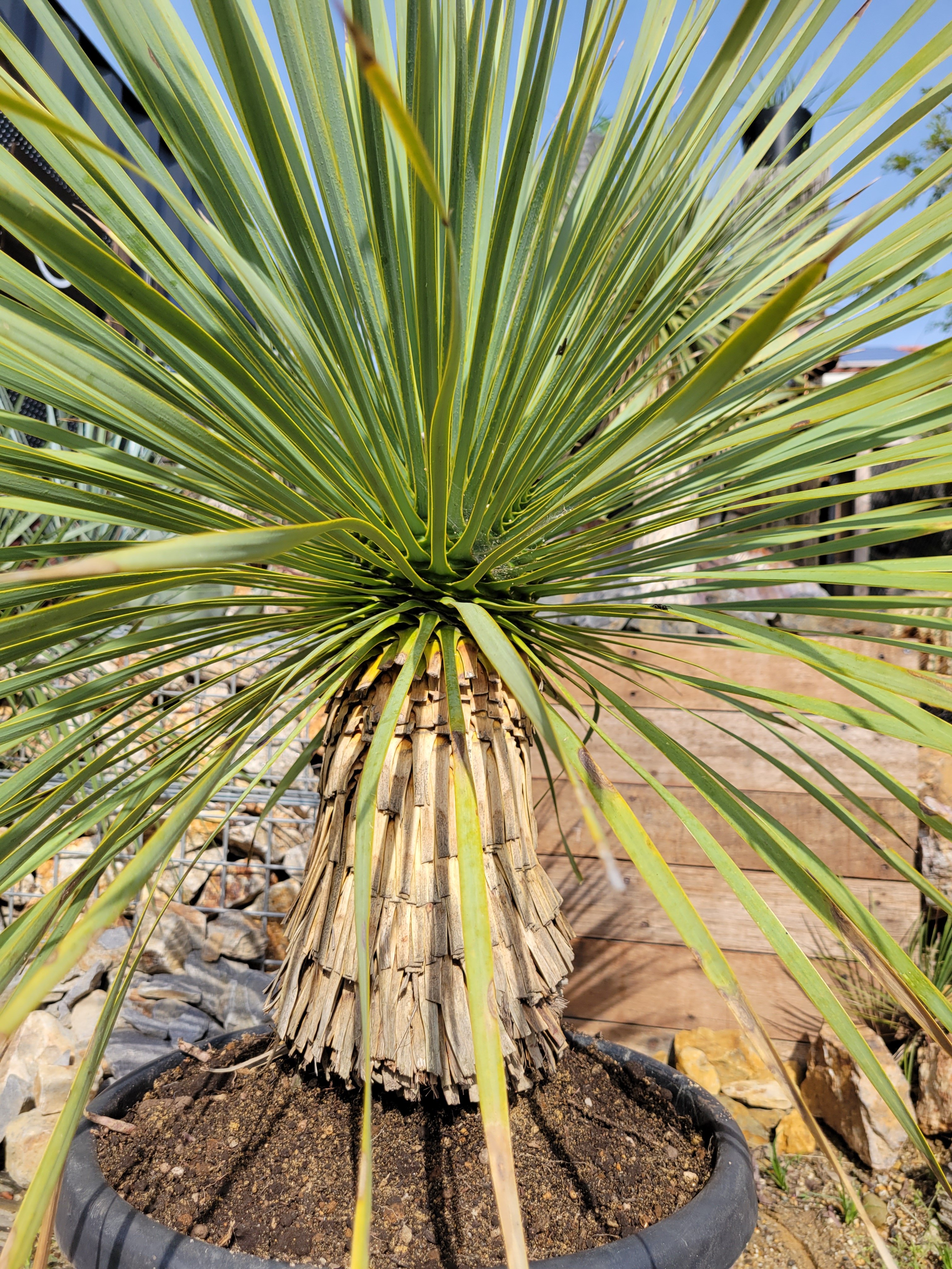 ユッカ ロストラータ yucca rostrata（発根済）#72 ユッカ ロストラータ Yucca rostrata | ガレージプラス Wood&Works