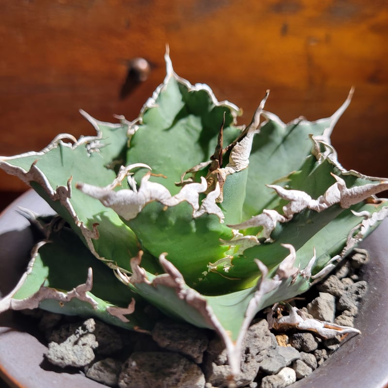 Agave Titanota Agave Titanota
