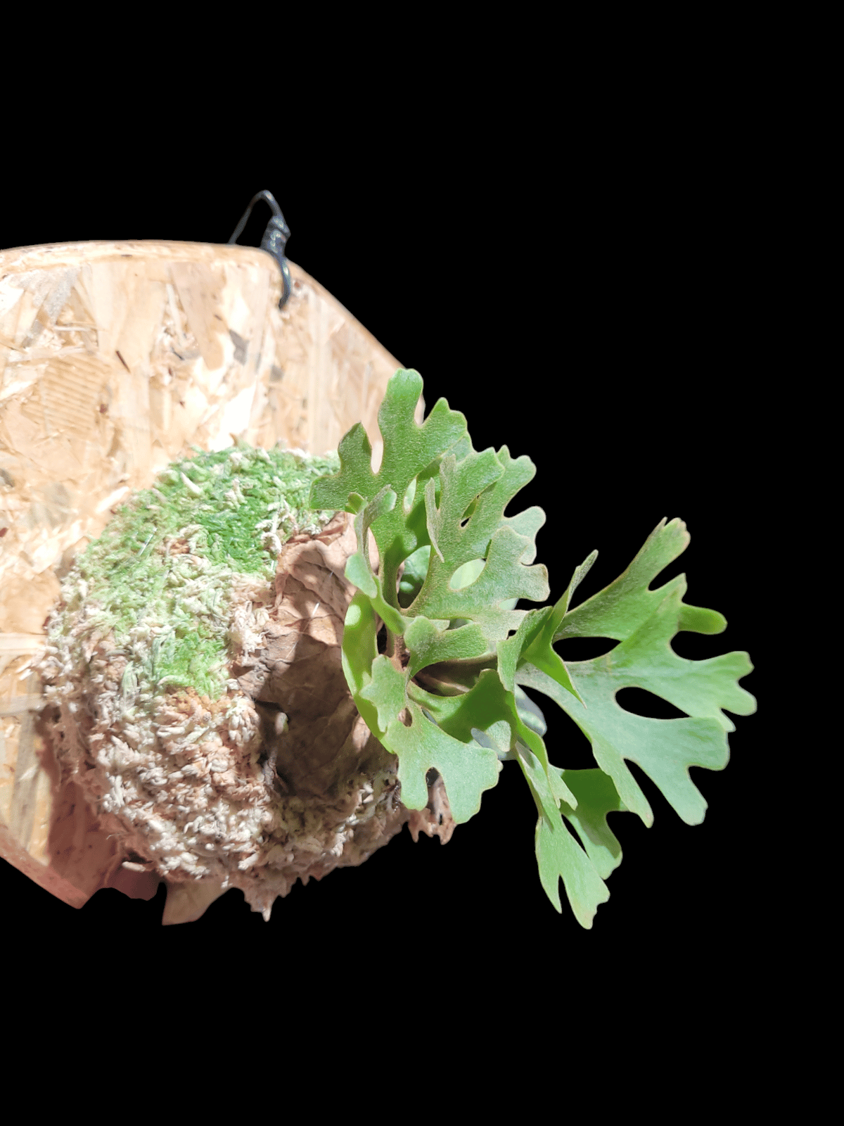 ビカクシダ P.ridleyi dwarf silver 232 Platycerium Ridleyi Dwarf Plant | Rare, Collectible – HCorchids