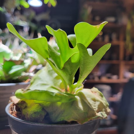 リドレイ ドワーフ  Platycerium ridleyi Dwarf