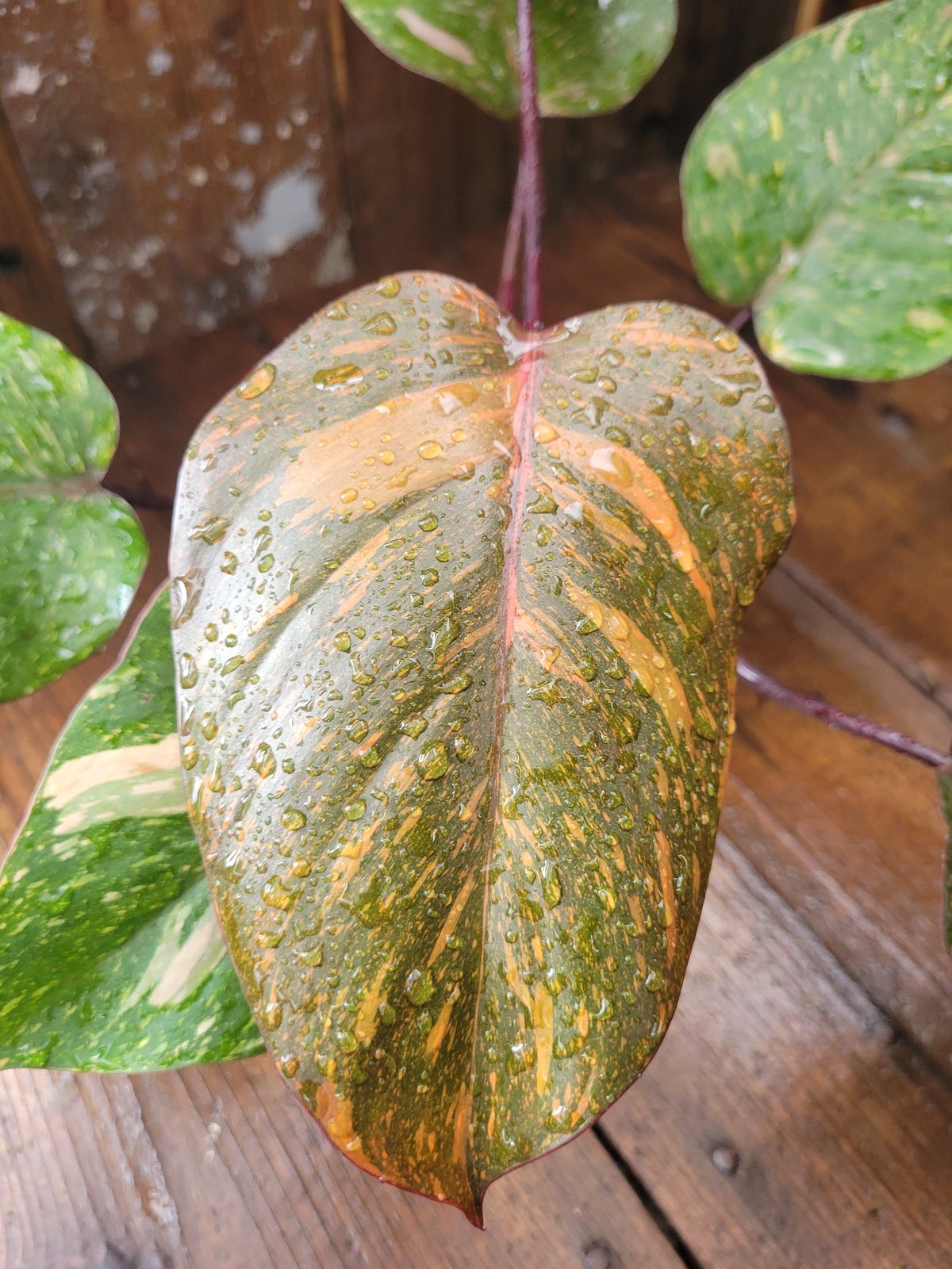 超希少❗️サイズ大❗️猫チップ❗️透明鉢❗️フィロデンドロン　オレンジプリンセス✨ フィロデンドロン オレンジ プリンセス ギャラクシー 「Philodendron