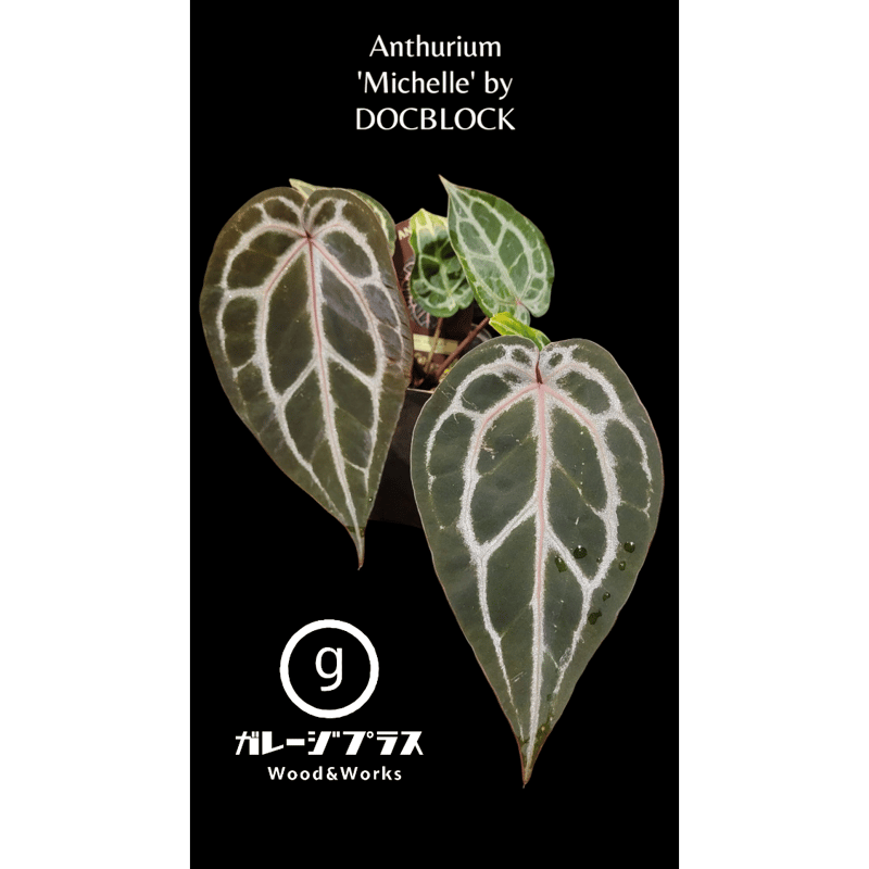 【正規タグ】Anthurium 'Michelle' /アンスリウム・ミシェル⑥ Anthurium 'Michelle' by DOCBLOCK アンスリウム ミシェル |