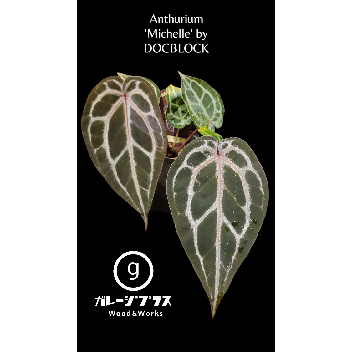 Anthurium 'Michelle' by DOCBLOCK アンスリウム ミシェル |