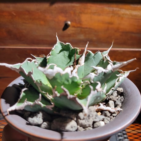 Agave Titanota \"barracuda\" アガベ チタノタ \"バラクーダ\"