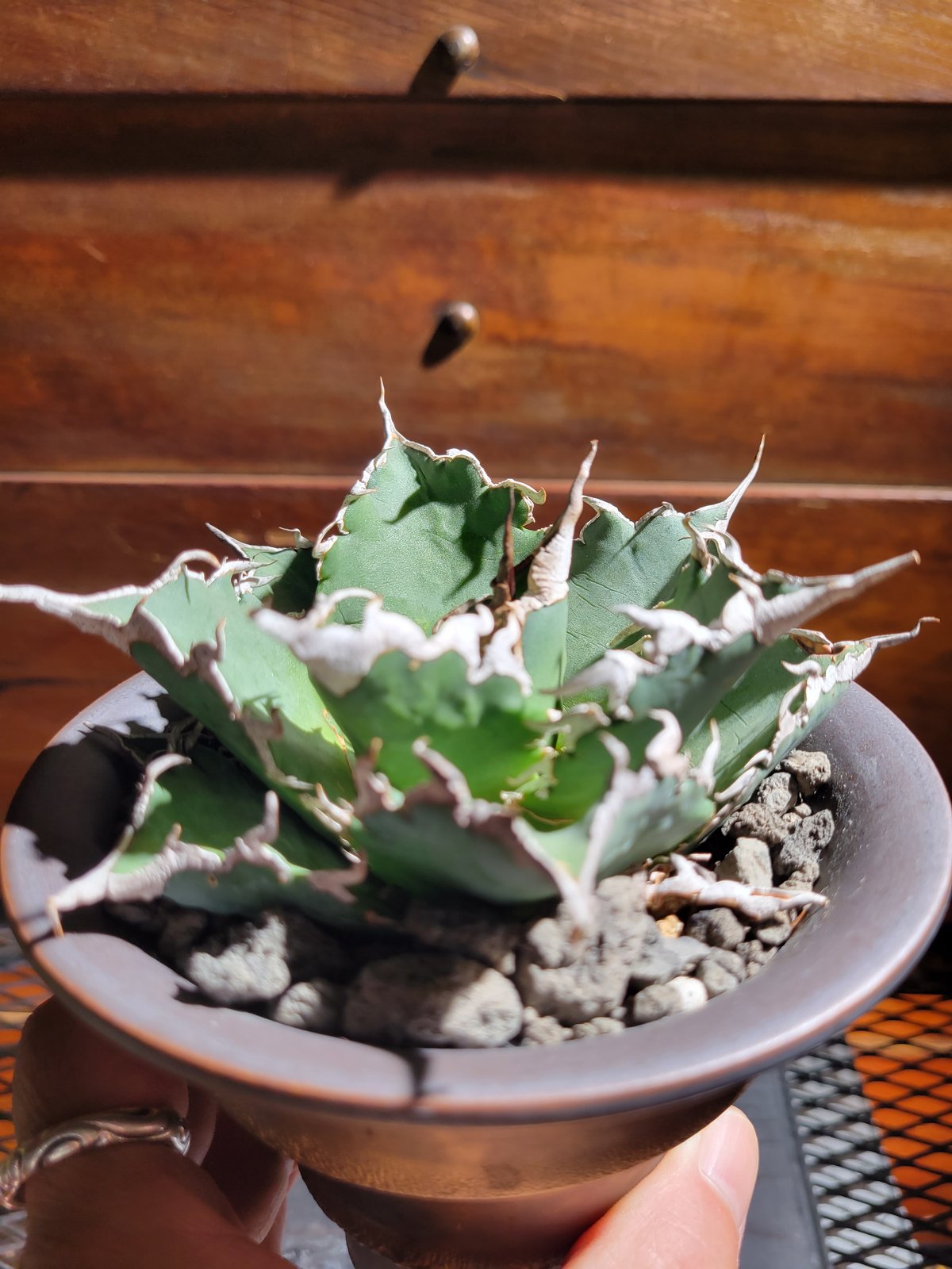 アガベ　チタノタ　バラクーダ Agave Titanota 