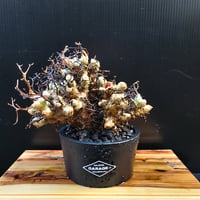 Tylecodon reticulatus