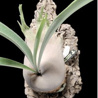 Platycerium veitchii Auburn River  ベイチー アーバン リバー