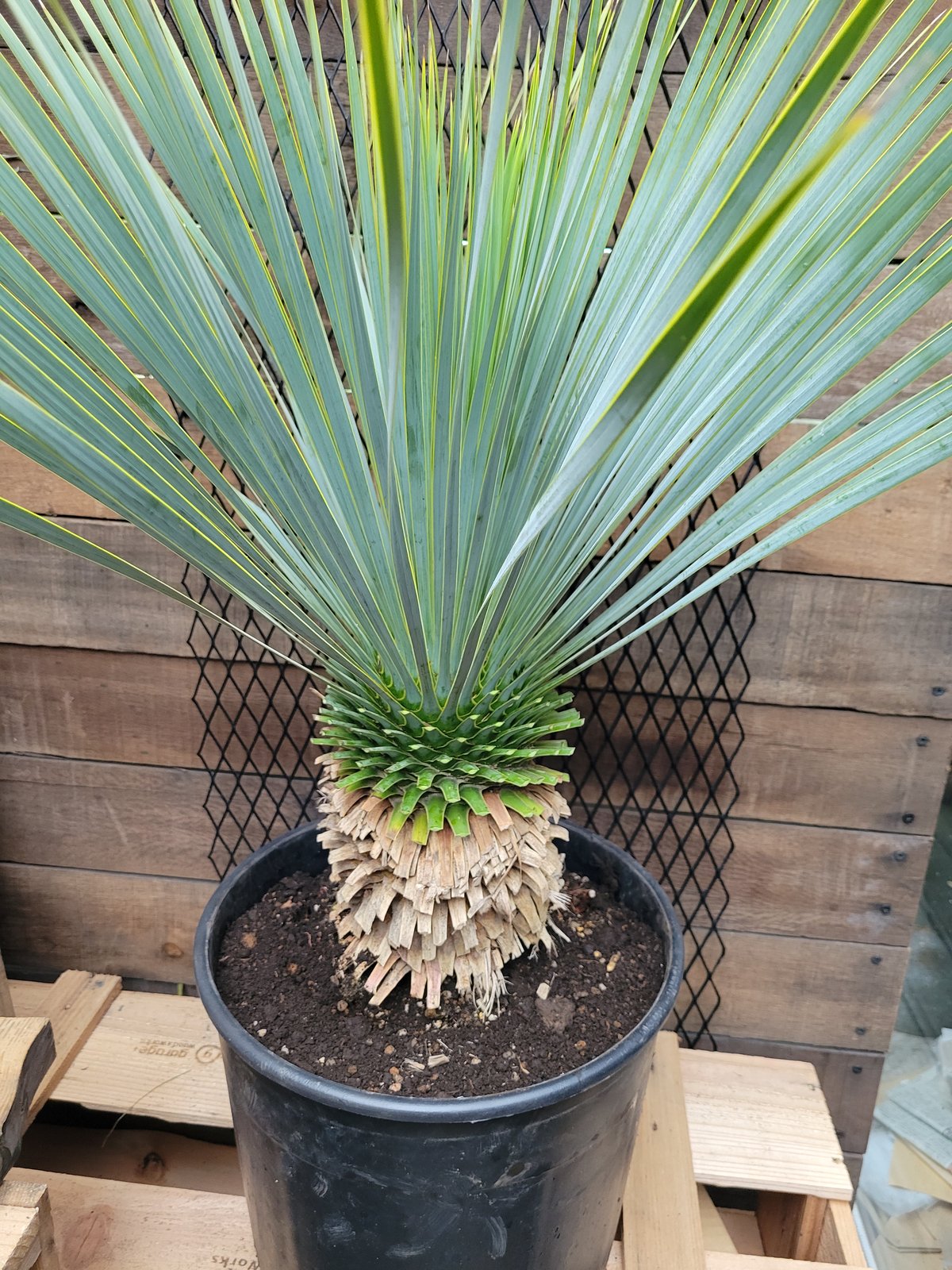 ユッカ ロストラータ Yucca rostrata 1 | ガレージプラス Wood&Works