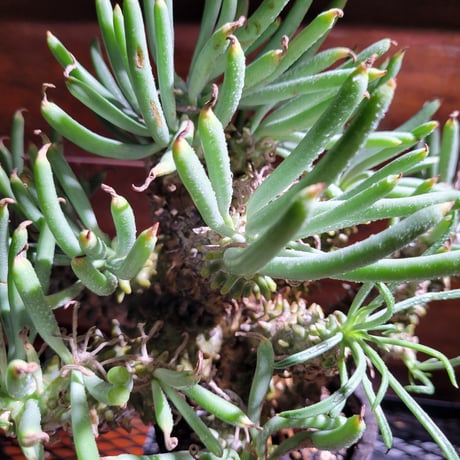 チレコドンワリチー Tylecodon Wallichii　鉢付き