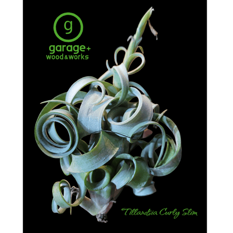 Tillandsia Curly Slim