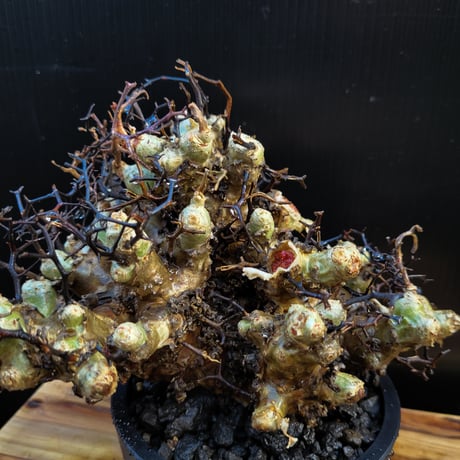 Tylecodon reticulatus