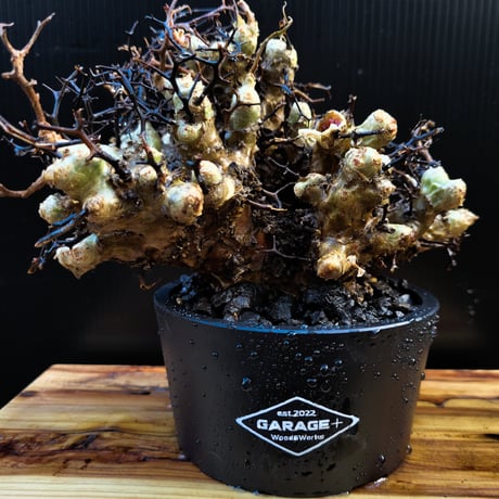 Tylecodon reticulatus