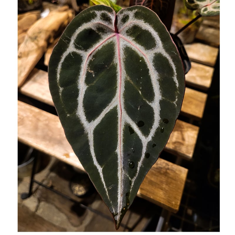 Anthurium 'Michelle' by DOCBLOCK アンスリウム ミシェル |