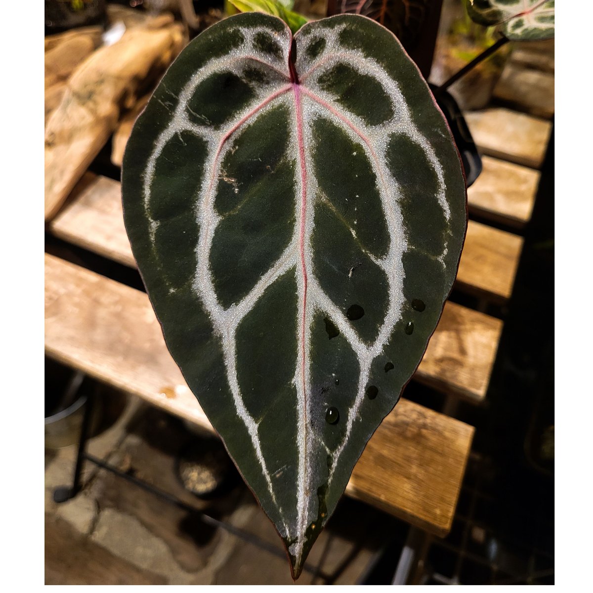 Anthurium 'Michelle' by DOCBLOCK アンスリウム ミシェル |