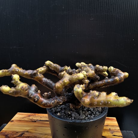 Sarcocaulon multifidum
