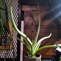 サンスベリア  ダンシングドラゴン Sansevieria Dancing Dragon
