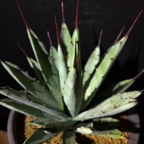 アガベ・マクロアカンサ （Agave  macroacantha）