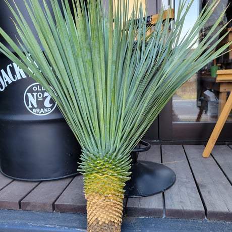 ユッカ ロストラータ" Yucca rostrata"