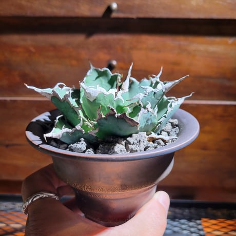 Agave Titanota \"barracuda\" アガベ チタノタ \"バラクーダ\"