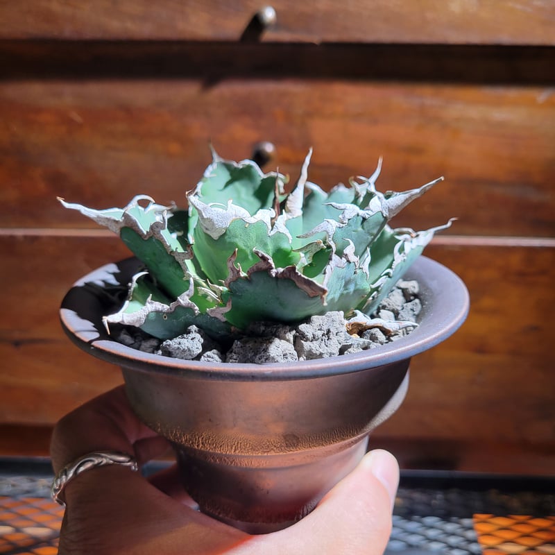 【超安い】 Agave Titanota アガベ