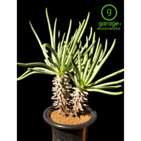 "Tylecodon cacalioides"