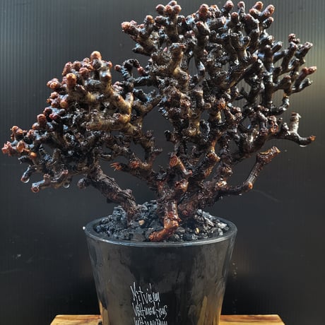 Pelargonium mirabile
