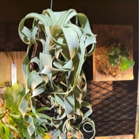 "Tillandsia Curly Slim" （チランジアカーリースリム)