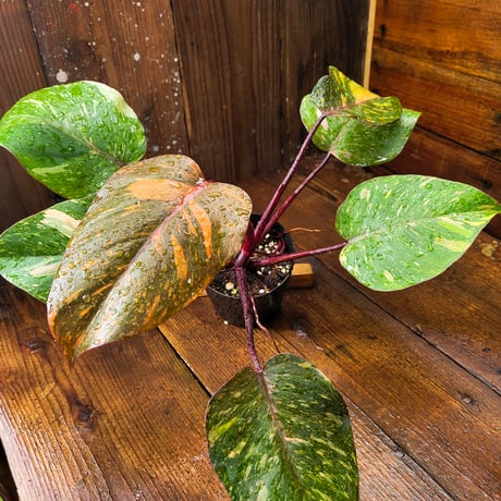 フィロデンドロン　オレンジプリンセス　ギャラクシー Philodendron Orange Princess Galaxy