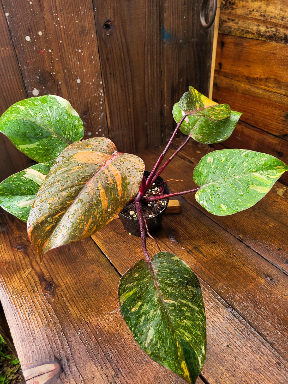 フィロデンドロン オレンジプリンセス ギャラクシー Philodendron