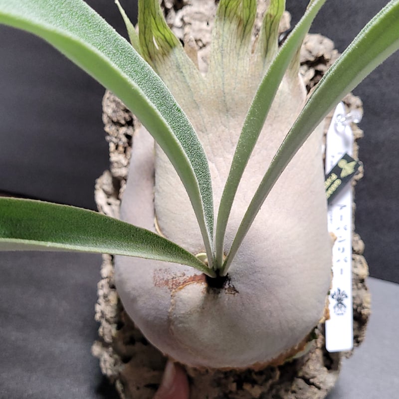 Platycerium veitchii Auburn River ベイチー アーバン リバ