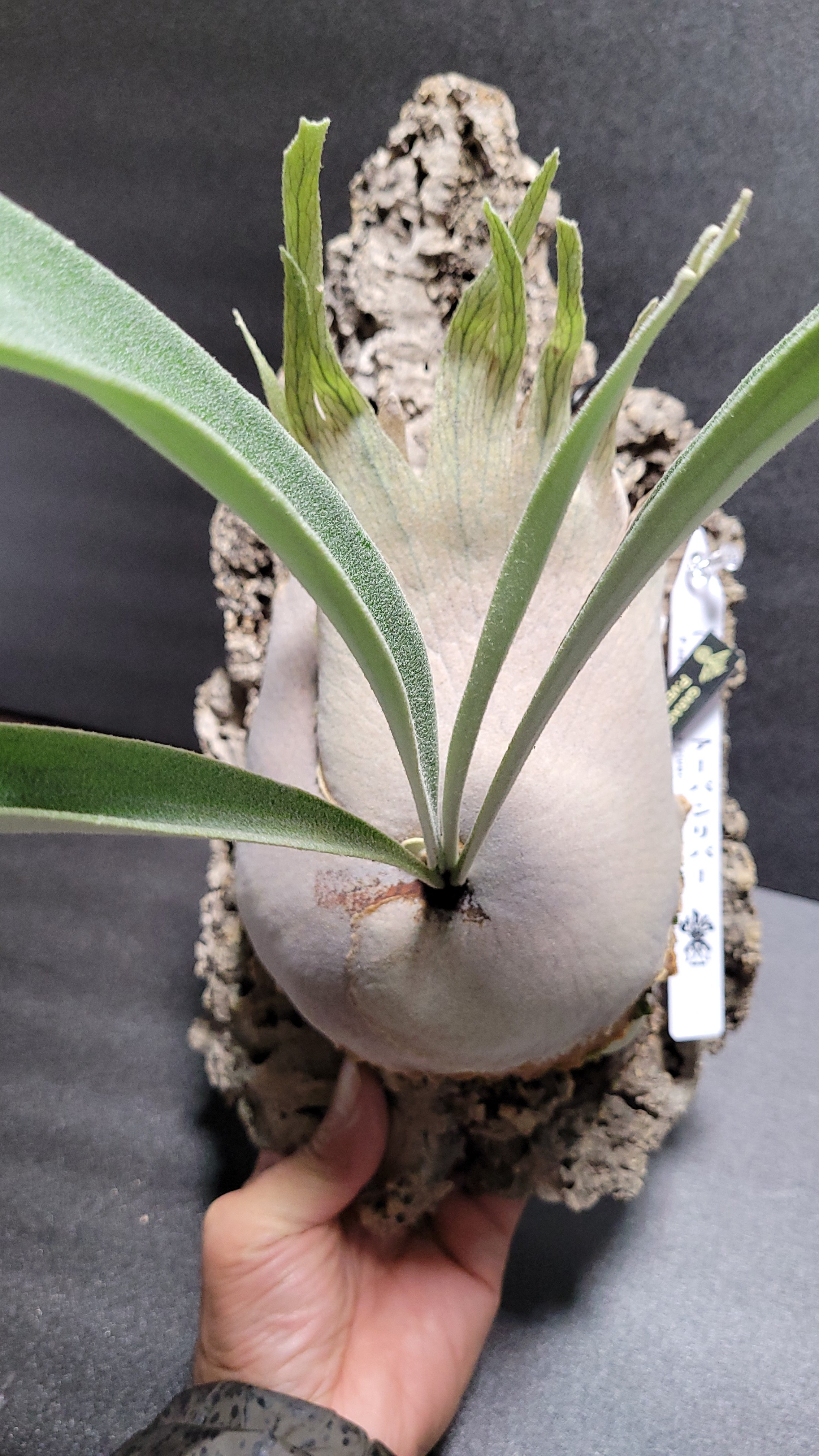 Platycerium veitchii Auburn River ベイチー アーバン リバ