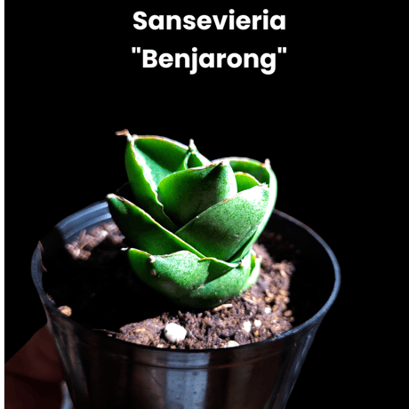 サンセベリア ベンジャロン 「Sansevieria Benjarong」
