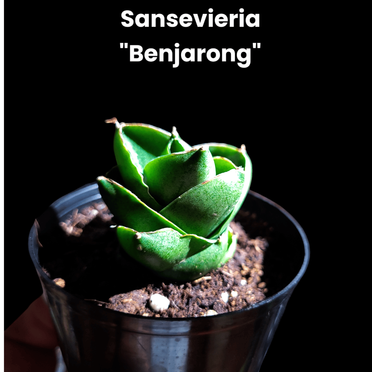 サンセベリア ベンジャロン 「Sansevieria Benjarong」 | ガレージ