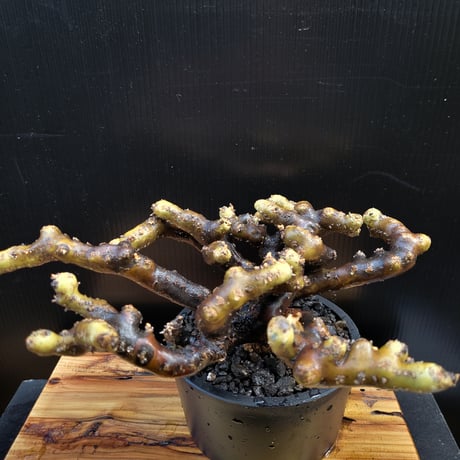 Sarcocaulon multifidum