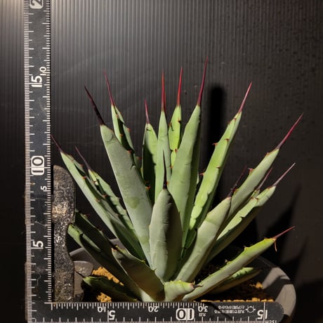 アガベ・マクロアカンサ （Agave  macroacantha）