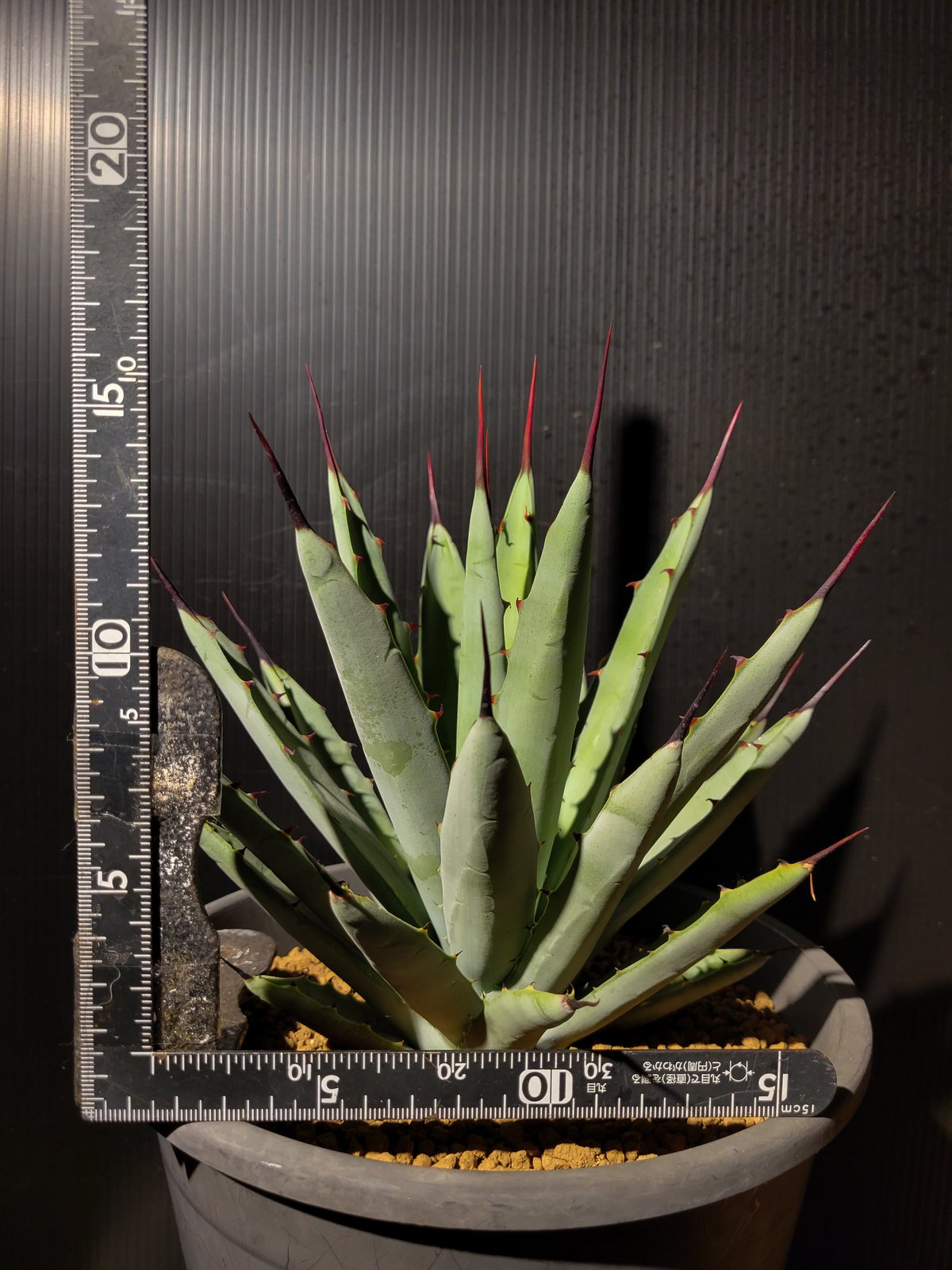 アガベ マクロアカンサ 楽天市場】多肉植物：アガベ マクロアカンサ*幅45cm 現品！一品限り