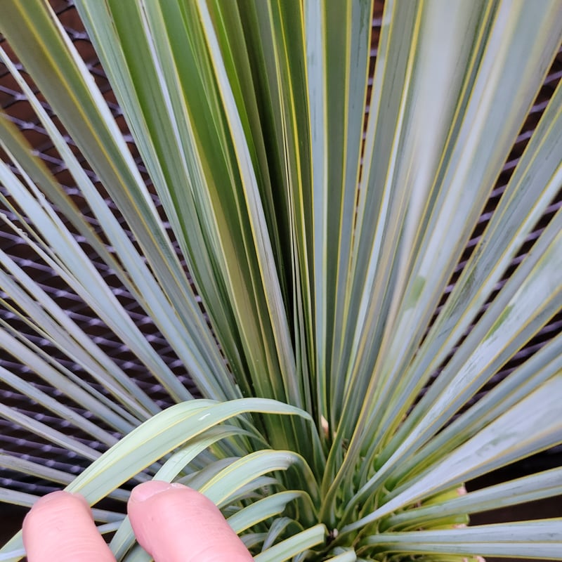 ユッカ ロストラータ Yucca rostrata 2 | ガレージプラス Wood&Works