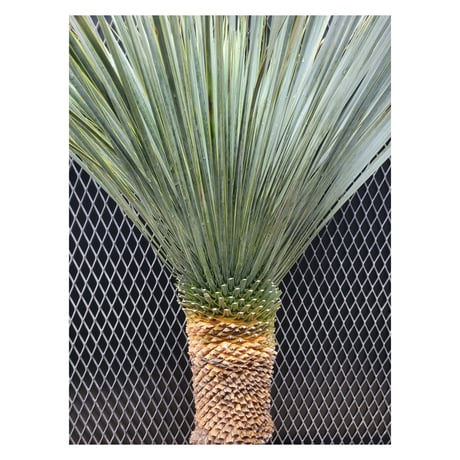 ユッカ ロストラータ　 Yucca rostrata　B
