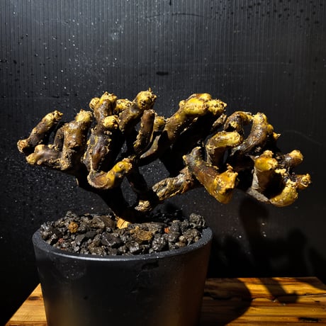 Sarcocaulon multifidum
