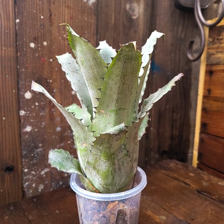 Hohen Hybrid (Hohon.Sp352.. Leonoldo-horstii Black Form)
