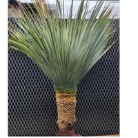 ユッカ ロストラータ　 Yucca rostrata　B