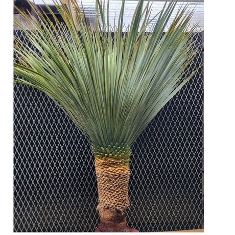 ユッカ ロストラータ　 Yucca rostrata　B