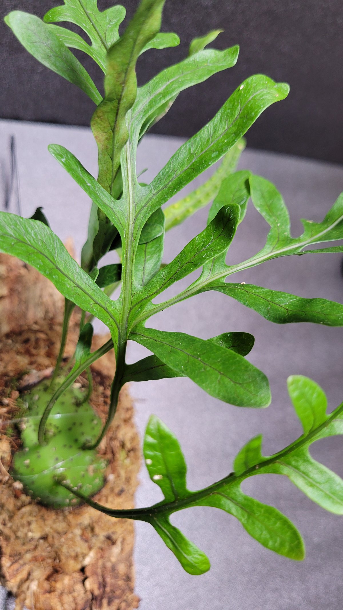 Lecanopteris mirabilis [ レカノプテリス・ミラビリス