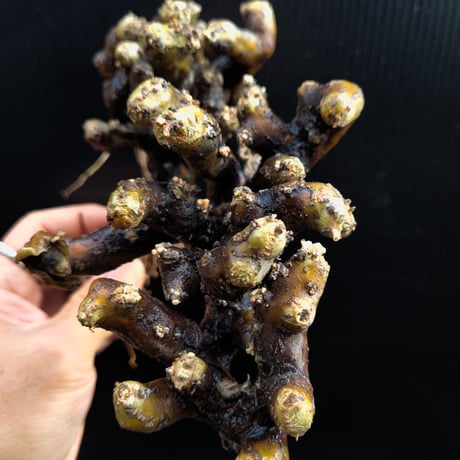 Sarcocaulon multifidum