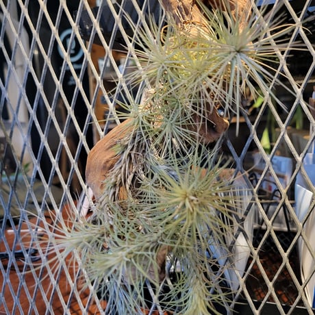 "Tillandsia funckiana