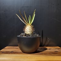 Pachypodium gracilius 実生