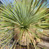 ユッカ ロストラータ Yucca rostrata 1 | ガレージプラス Wood&Works