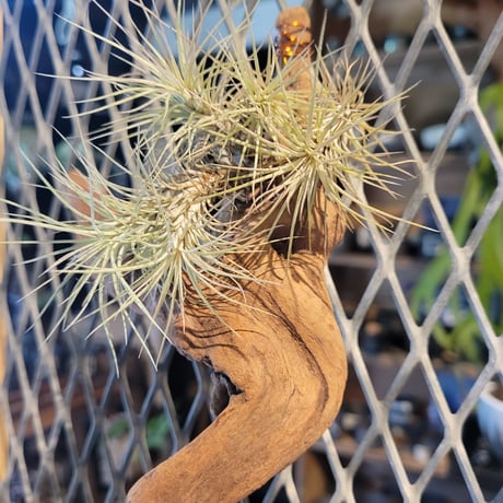"Tillandsia funckiana"