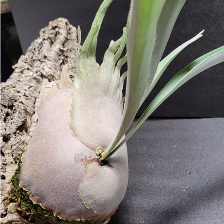 Platycerium veitchii Auburn River  ベイチー アーバン リバー